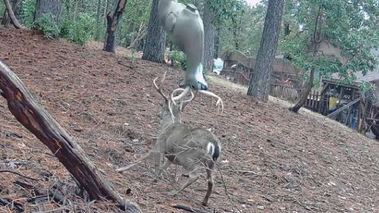 A blacktail buck tosses a foam decoy in Foresthill, Calif., on Nov. 20.