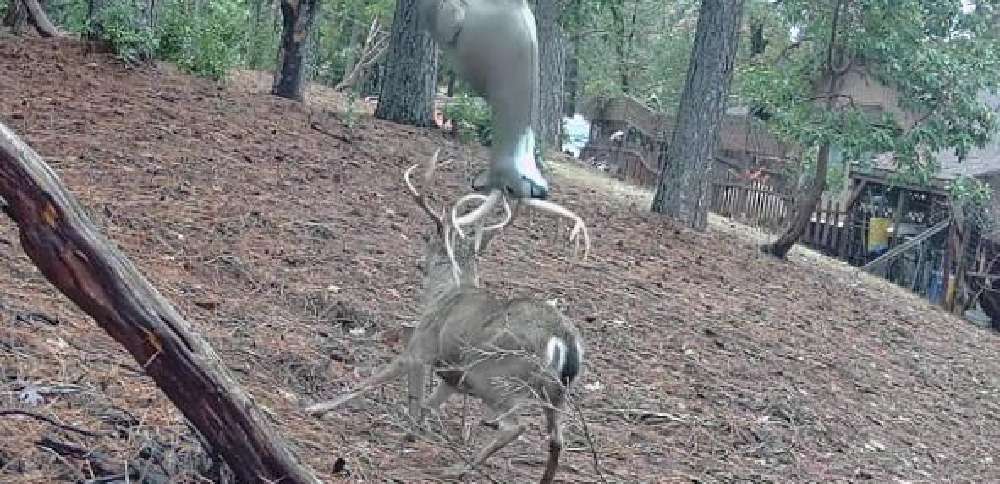 Have You Seen This? Buck tosses decoy like a boss