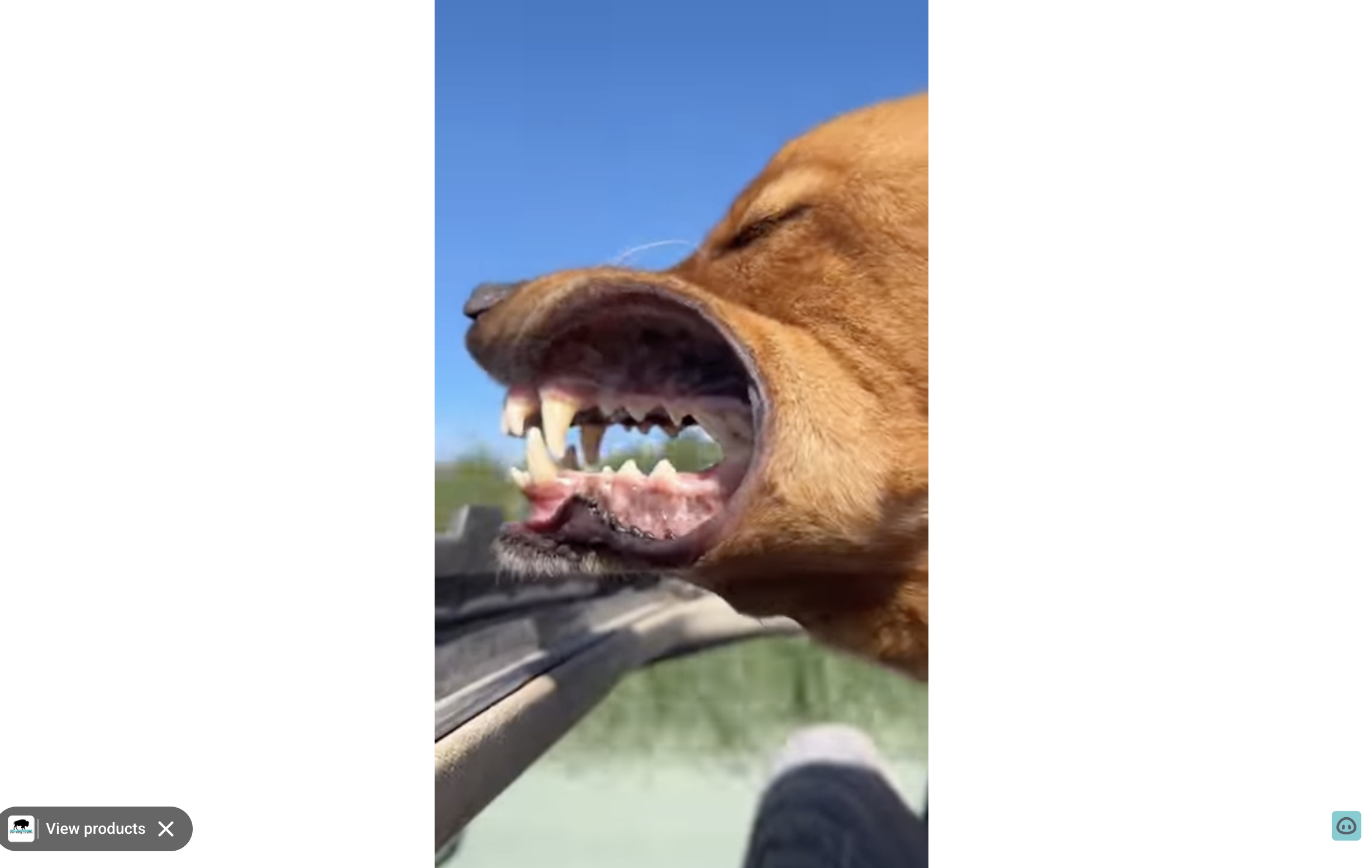 I guess what we're seeing in this video could more accurately be called a "dog" chute.