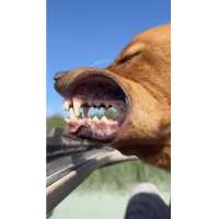 Have You Seen This? Dog's mouth becomes a drag chute