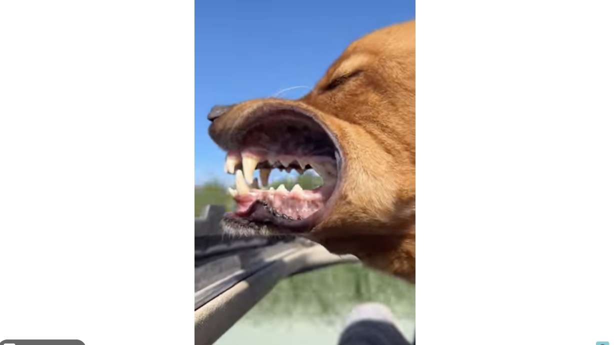 I guess what we're seeing in this video could more accurately be called a "dog" chute.