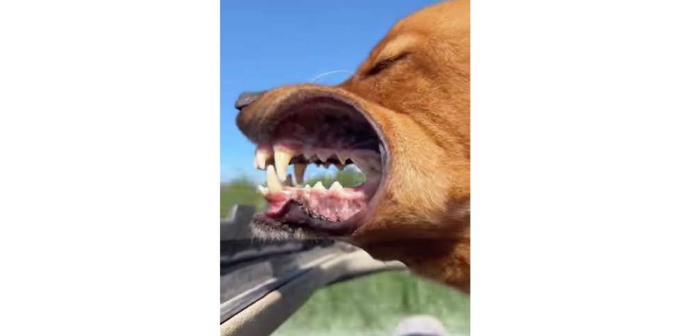 Have You Seen This? Dog's mouth becomes a drag chute