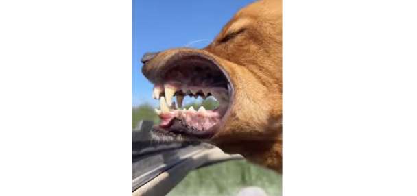 Have You Seen This? Dog's mouth becomes a drag chute