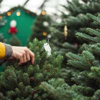 Weekly poll: Real vs. artificial tree for Christmas?