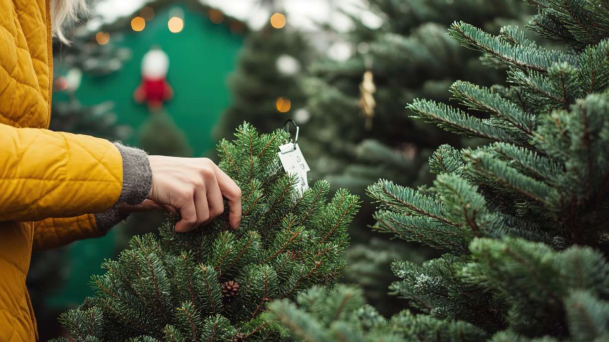 A woman makes a selection at a Christmas tree lot. Which kind of tree do you prefer?