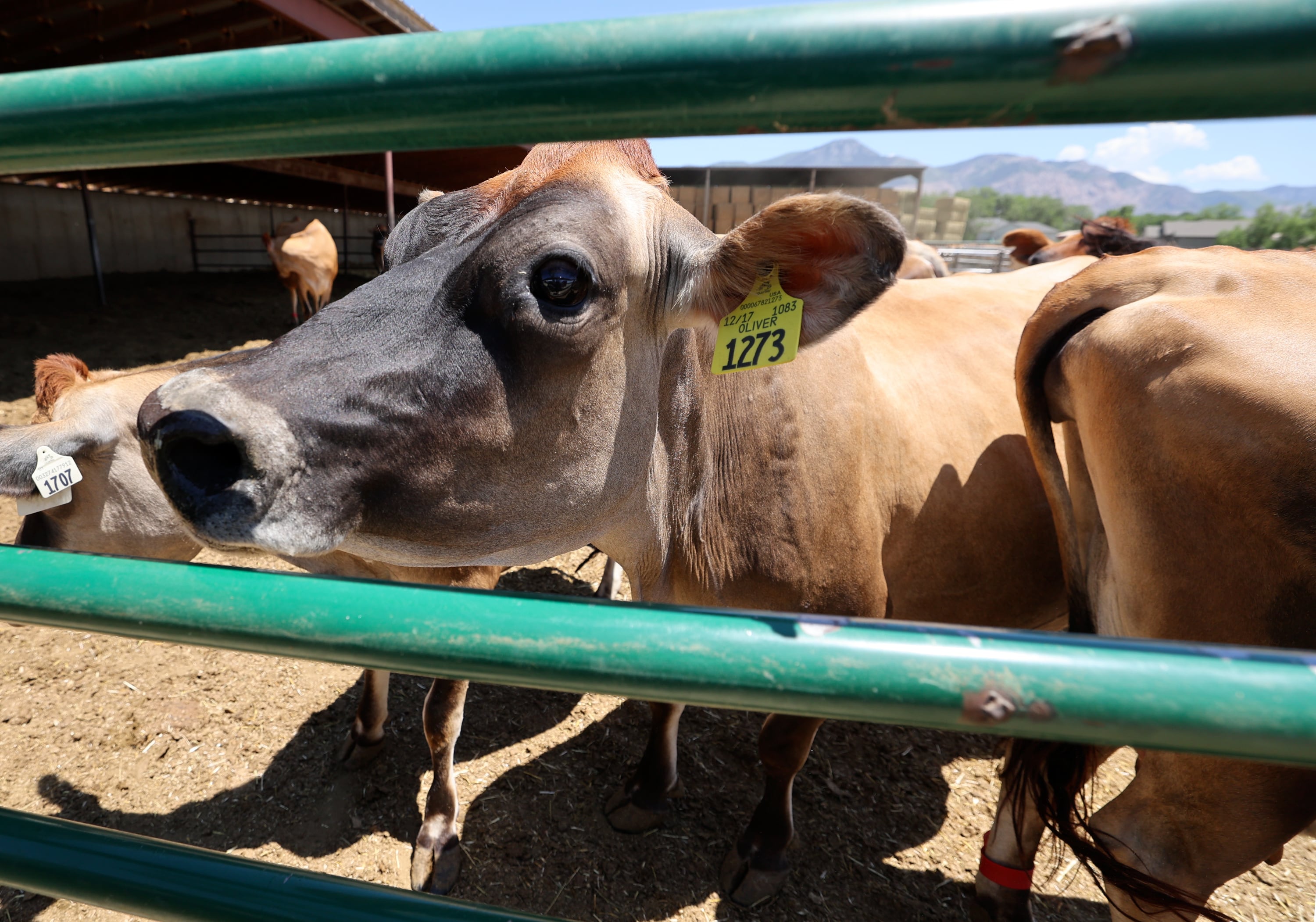 Utah farms generated $2.3B in a year, new report finds