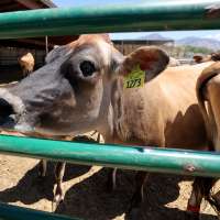 Utah farms generated $2.3B in a year, new report finds