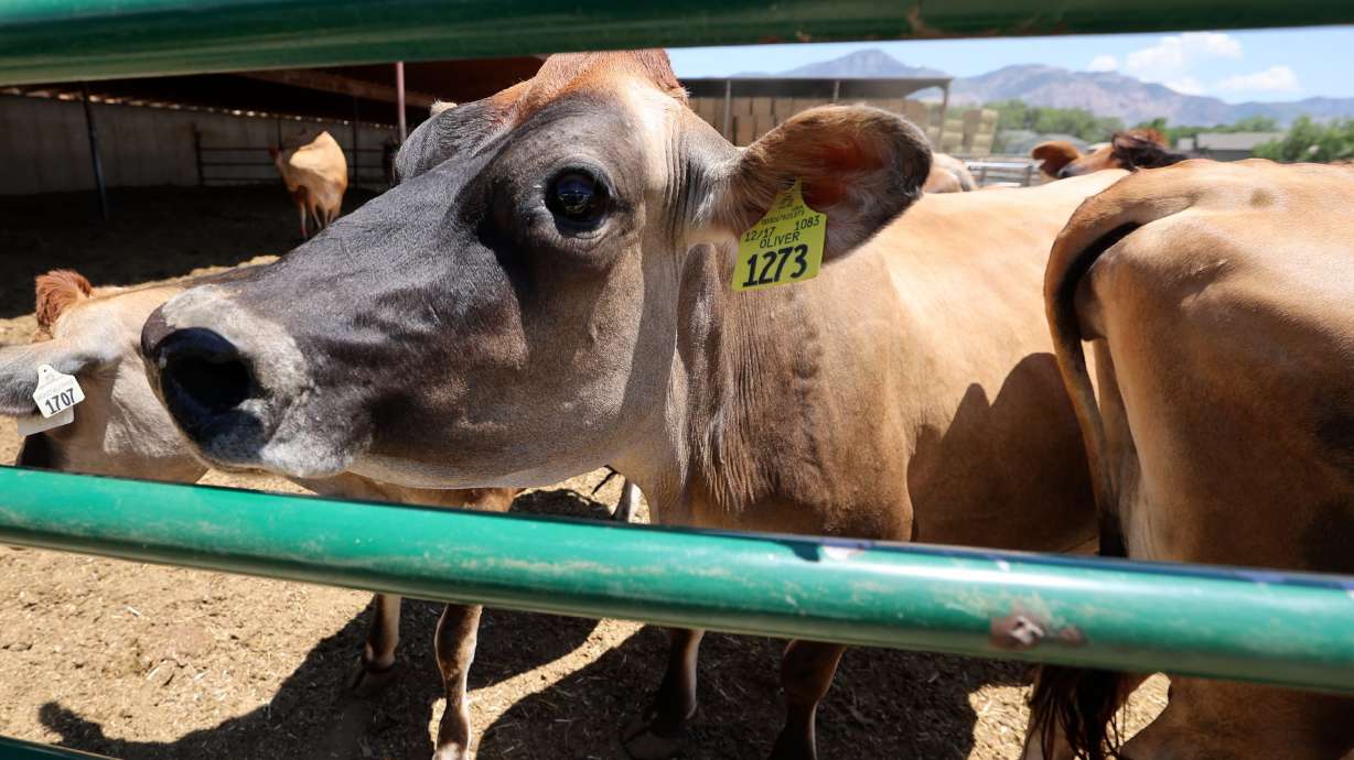 A cow is pictured at Chugg Jersey Farm in Farr West on June 10. Utah's farm operations generated $2.3 billion in animal products and crop sales in 2022, according to a new report released Thursday by the Kem C. Gardner Policy Institute.
