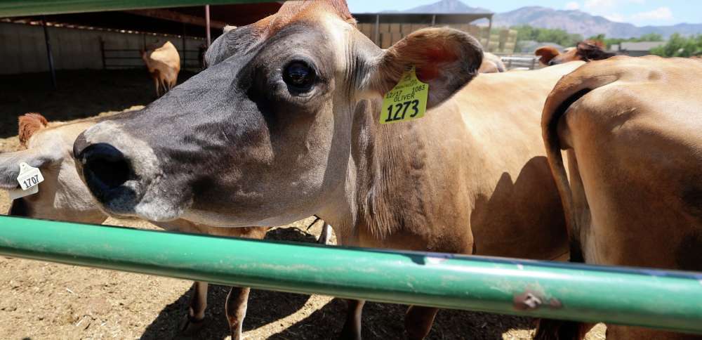 Utah farms generated $2.3B in a year, new report finds