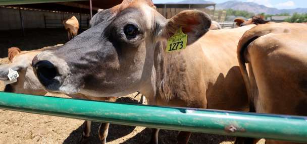 Utah farms generated $2.3B in a year, new report finds