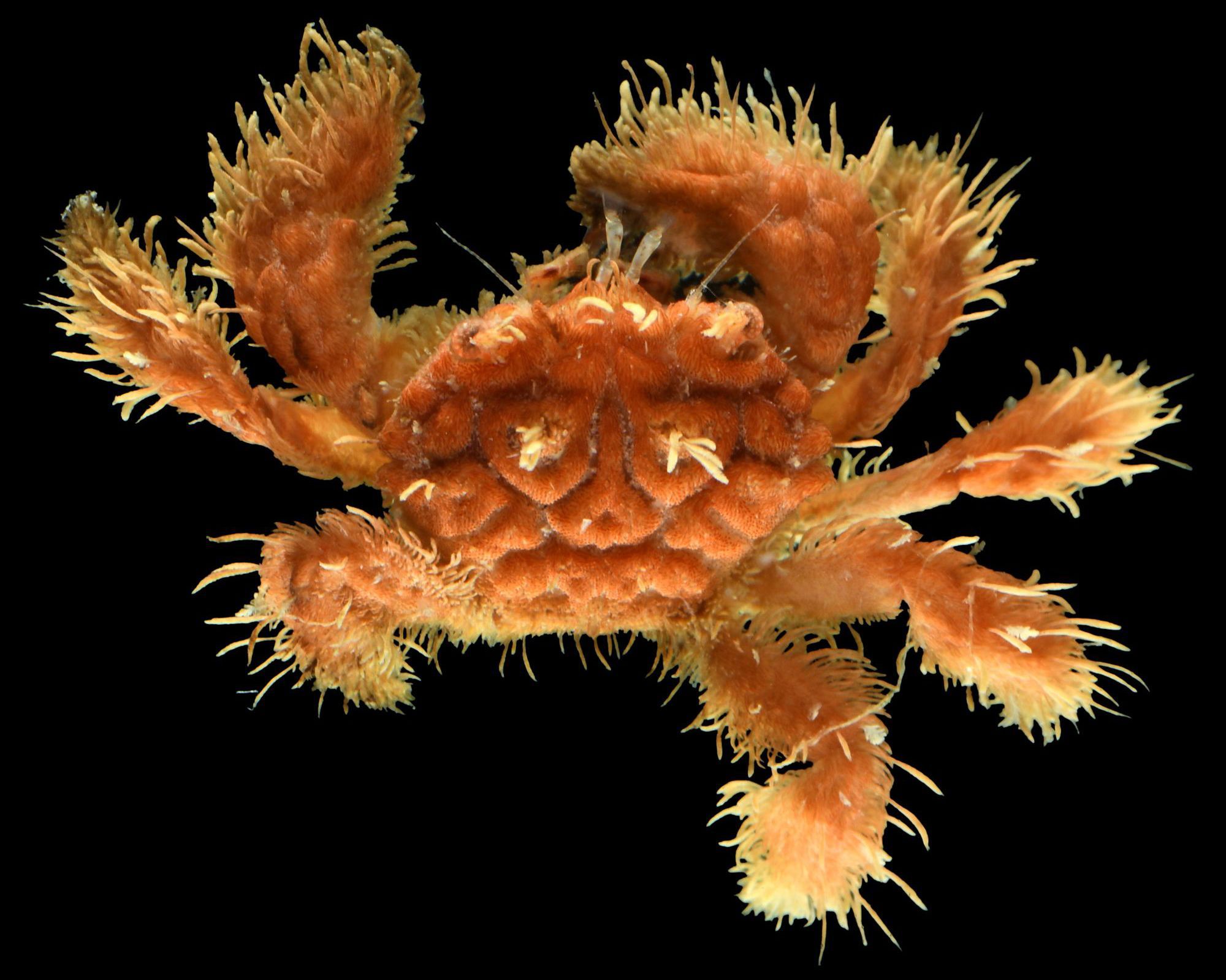 Scientists found creatures never seen before by diving into the ocean's 'twilight zone'