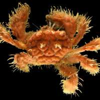 Scientists found creatures never seen before by diving into the ocean's 'twilight zone'