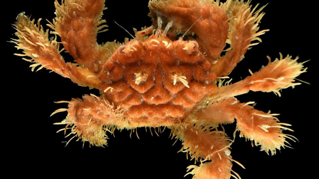 A pilumnid crab is one of many weird and wild creatures, from delicate corals and shimmering worms to spiky sea slugs and hairy crabs, discovered by scientists who retrieved monitoring devices from Guam's deep reefs.
