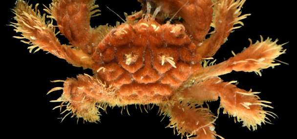 Scientists found creatures never seen before by diving into the ocean's 'twilight zone'