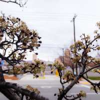 Utah trees blooming in December? Why experts aren't worried