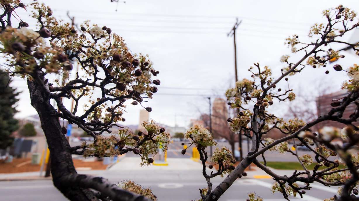 Blossoms on a pear tree outside the Triad Center in Salt Lake City on Friday. Experts suggest that some flowering and other plant activity is likely linked to the milder conditions in November and December.