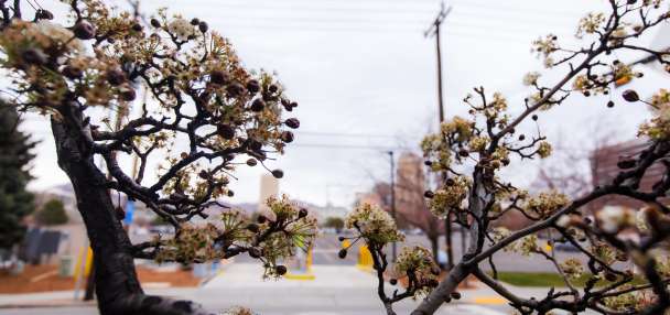 Utah trees blooming in December? Why experts aren't worried