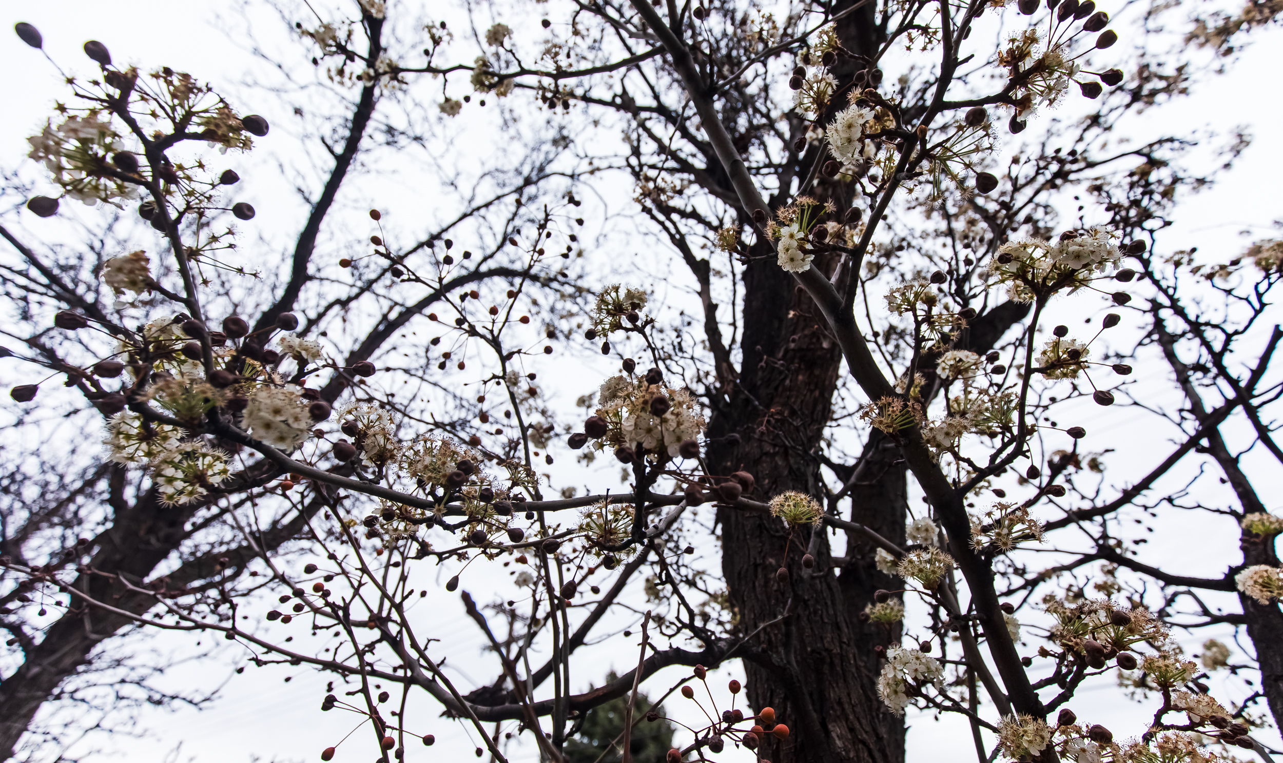 Blossoms on a pear tree outside the Triad Center in Salt Lake City on Friday.