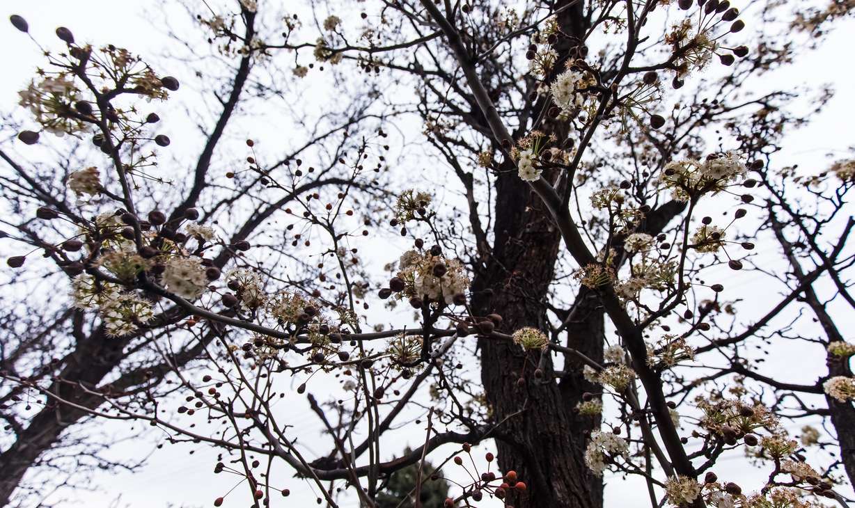 Blossoms on a pear tree outside the Triad Center in Salt Lake City on Friday.