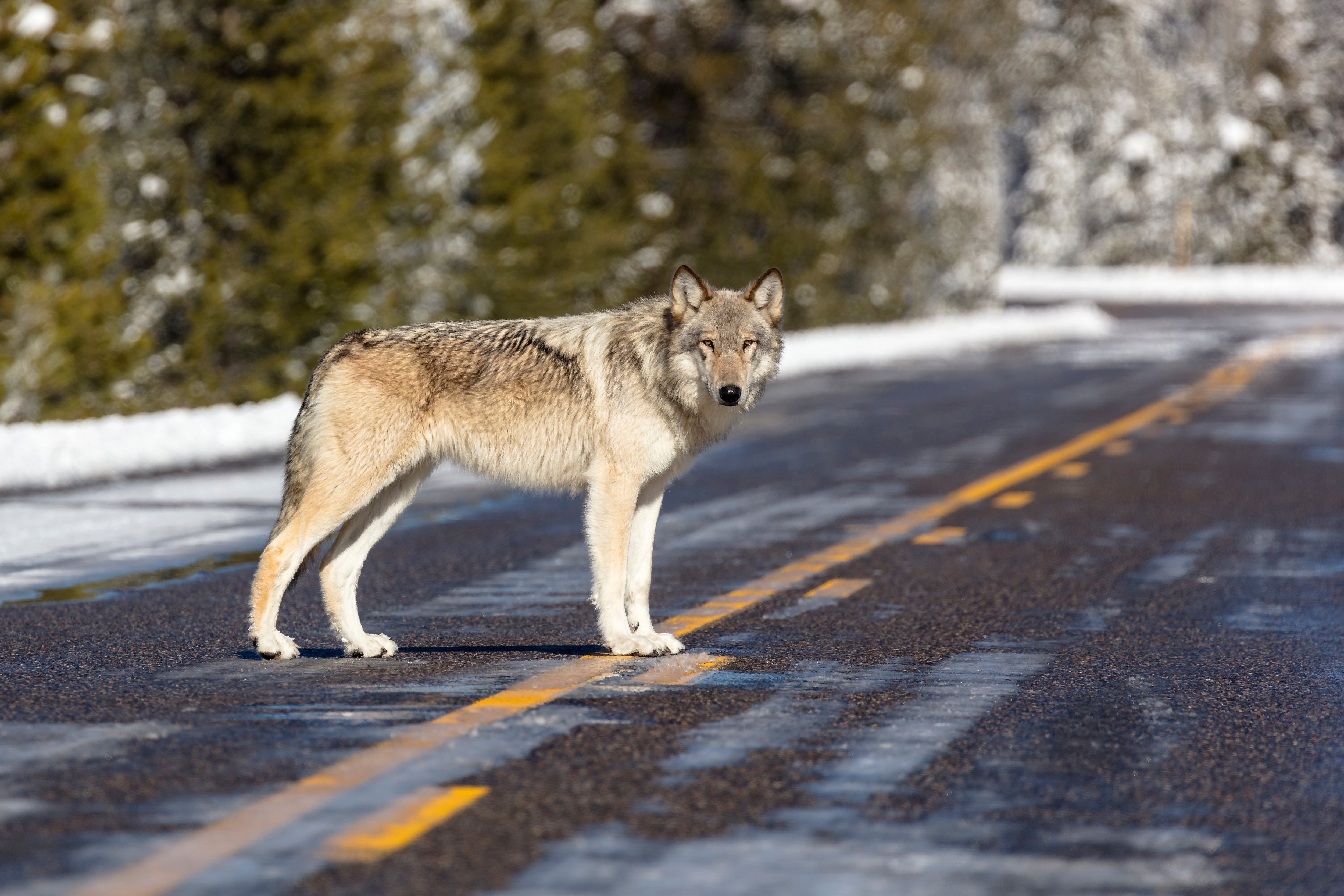 This Nov. 7, 2017, file photo, provided by the National Park Service shows a gray wolf in Yellowstone National Park, Wyo.