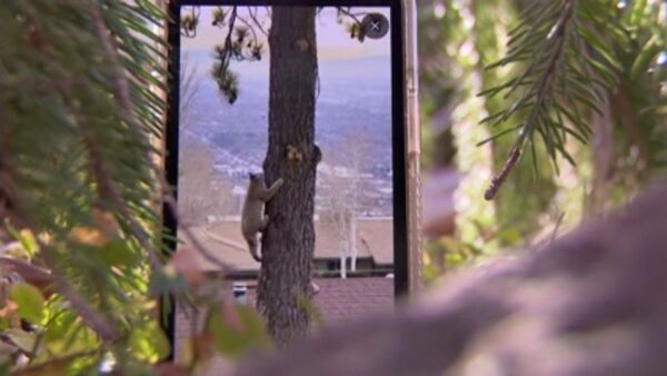 Video captures bobcat encounter in SLC's Avenues neighborhood