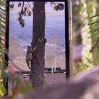 Video captures bobcat encounter in SLC's Avenues neighborhood