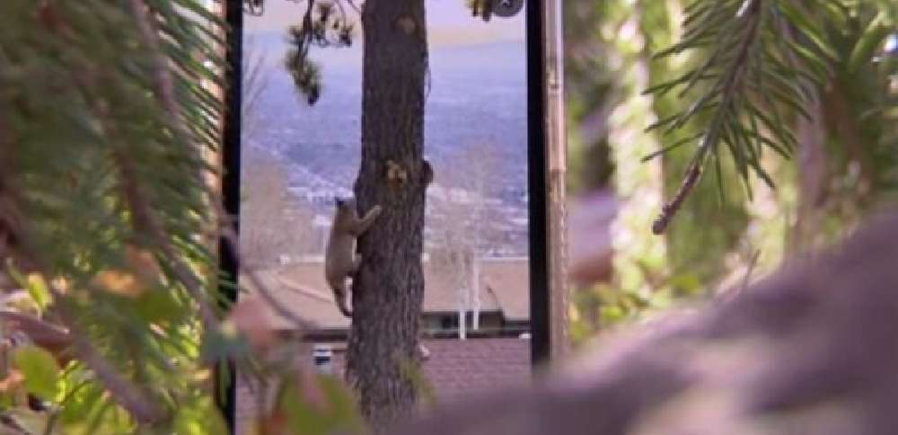 Video captures bobcat encounter in SLC's Avenues neighborhood