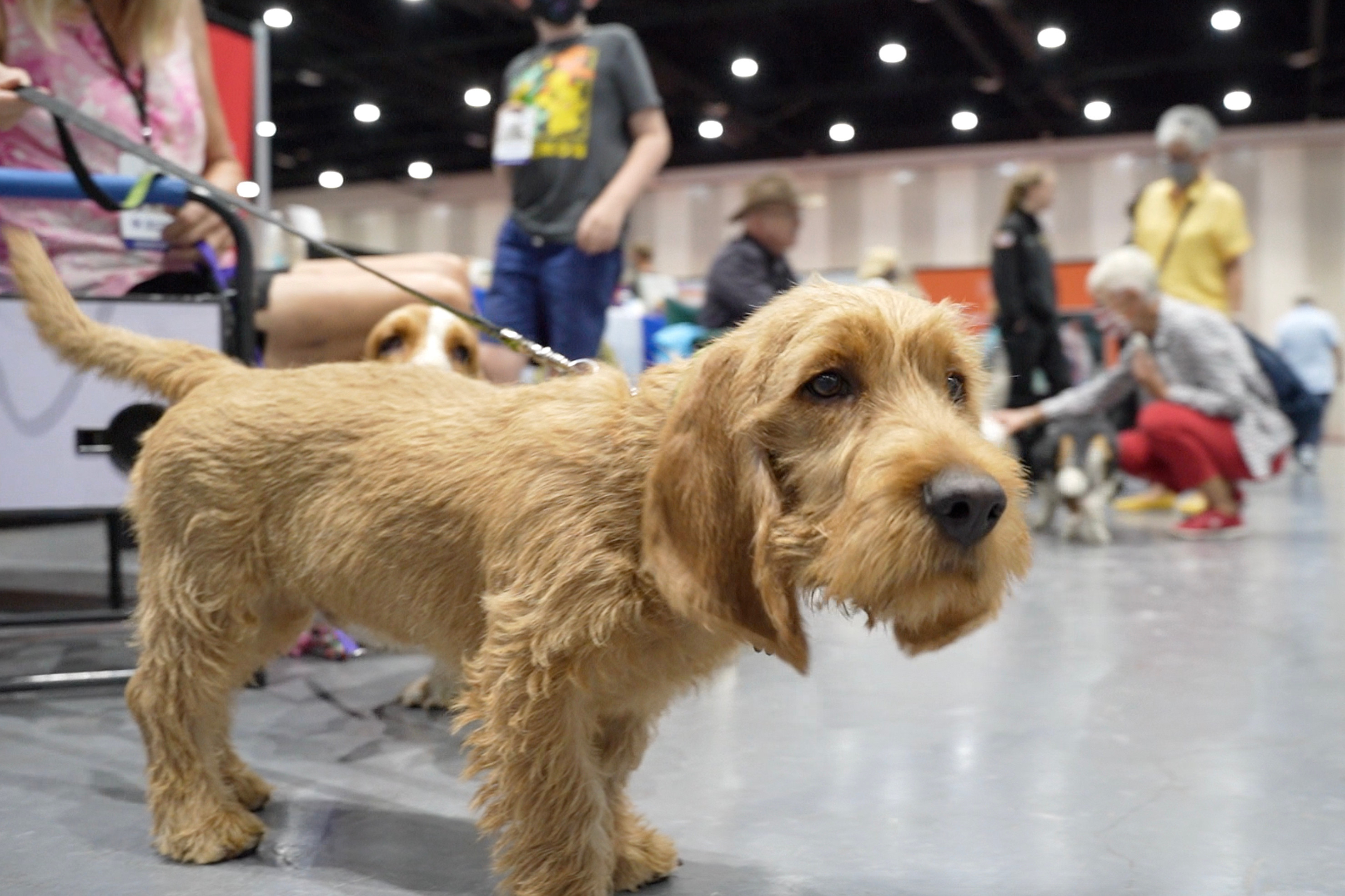 A Basset Fauve De Bretagne stands for photographs during a Meet the Breeds event Feb. 22, 2022 in San Diego.