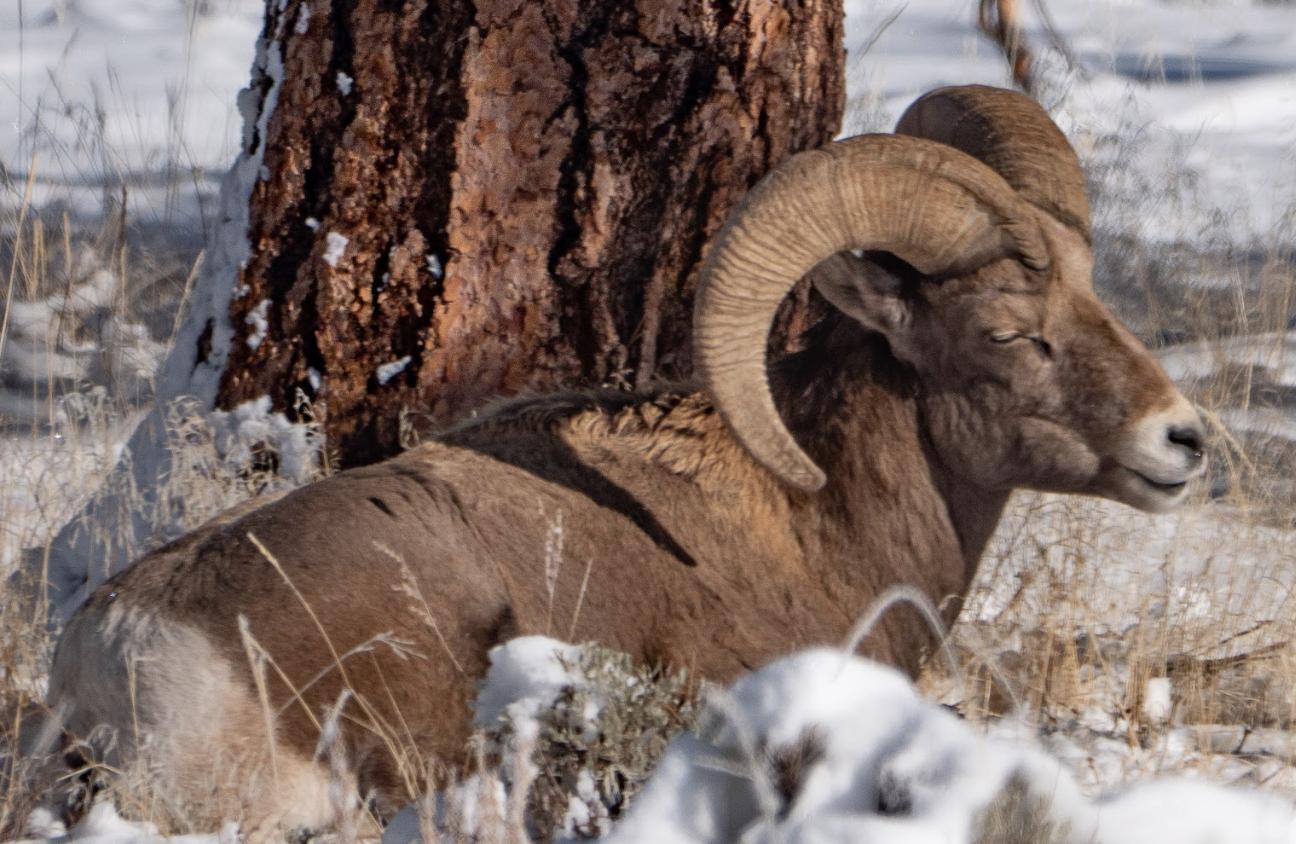 4 Reasons Flaming Gorge is Utah's most underrated winter playground