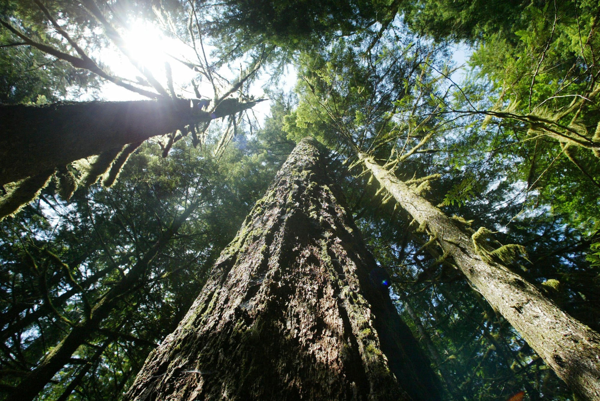 Old growth Douglas fir trees stand along the Salmon River Trail on the Mt. Hood National Forest outside Zigzag, Ore. The USDA is considering repealing the Roadless Rule, a series of notable moves on public lands this year.