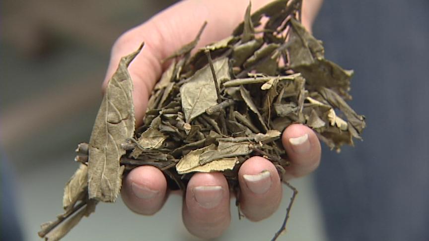 Large amount of exotic drug seized at airport