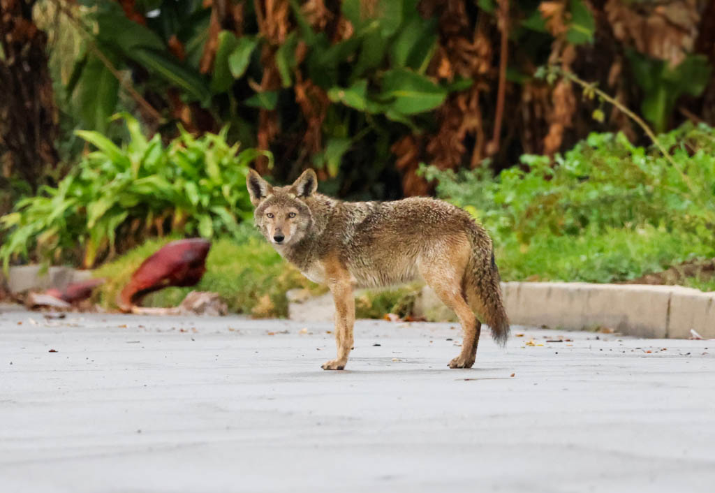 A coyote in front of an empty lot in Altadena, Calif., on Dec. 24. A coyote that attacked multiple people and dogs around Buford, Ga., has tested positive for rabies, Gwinnett County health officials say.