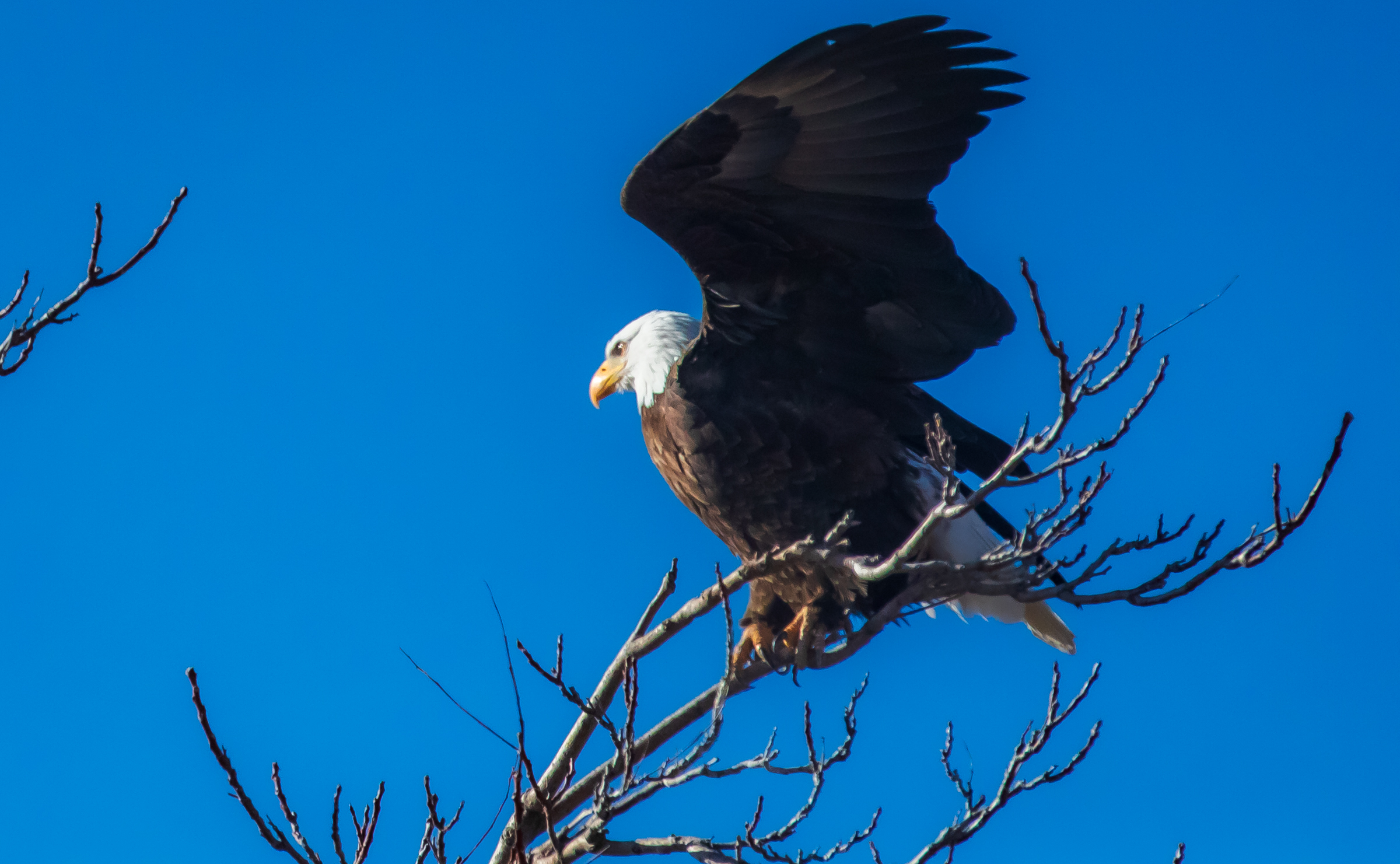 Where to watch bald eagles in Utah in celebration of America 250
