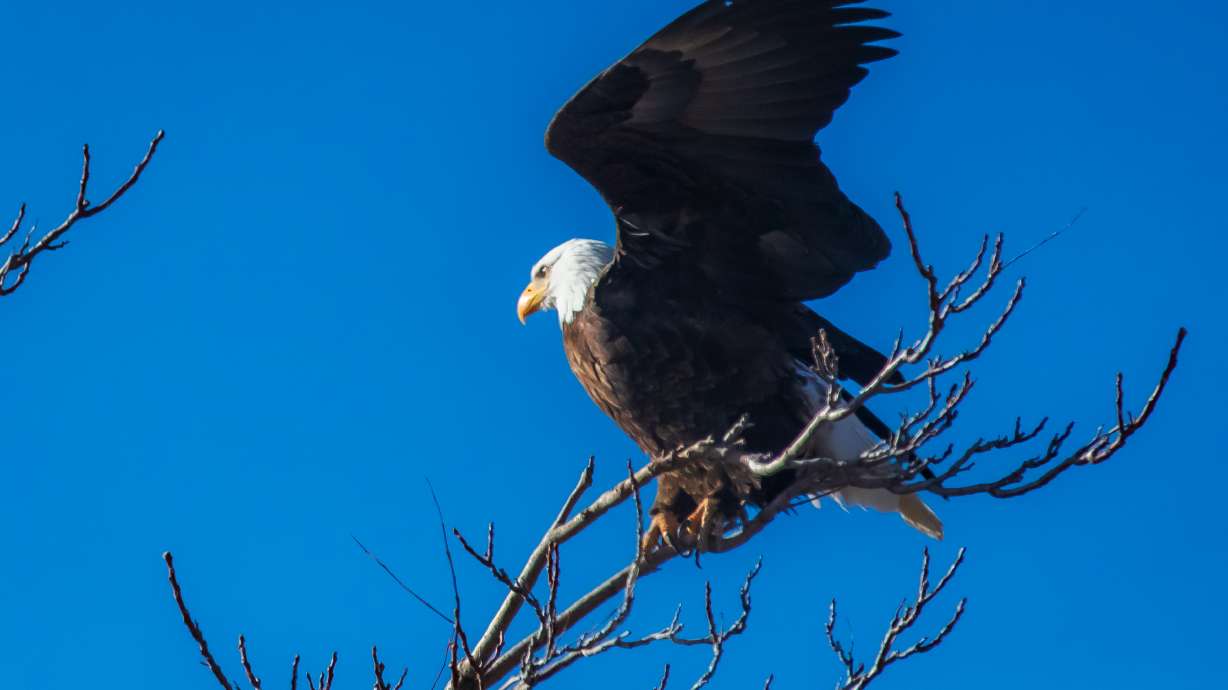A bald eagle prepares to take flight at Farmington Bay Waterfowl Management Area in Farmington on Feb. 10, 2025. Winter is often a good time to view the nation's bird in Utah.