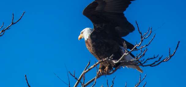 Where to watch bald eagles in Utah in celebration of America 250