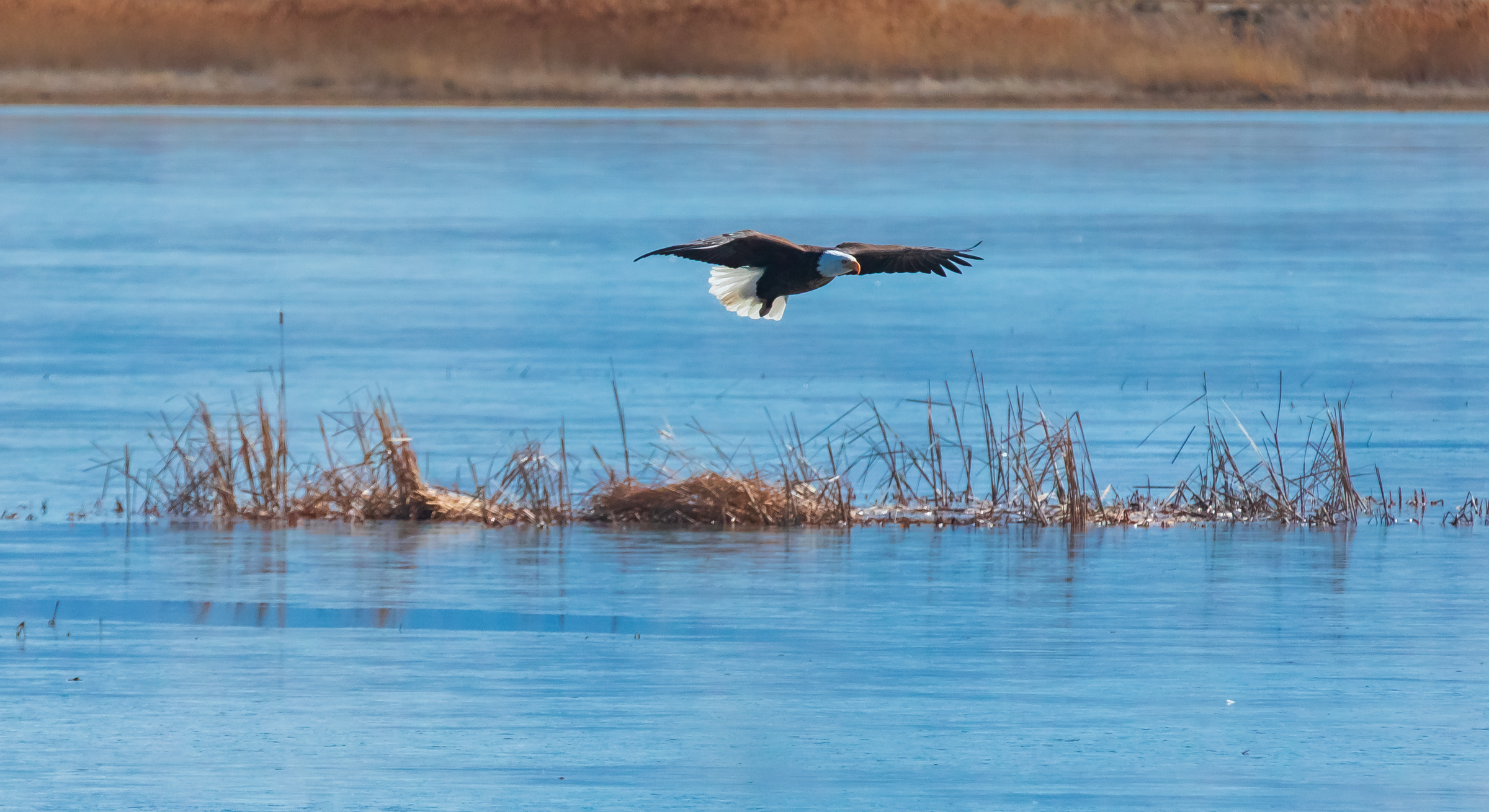 A bald eagle flies over a section of Farmington Bay in Farmington on Feb. 10, 2025.