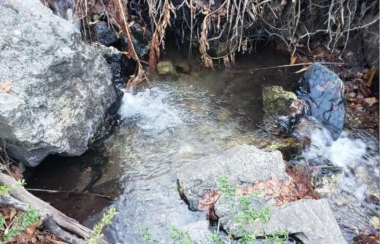 Utah wildlife experts work to protect, propagate Bonneville cutthroat trout