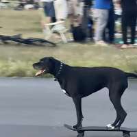 Have You Seen This? Dog shows off its skateboarding ability