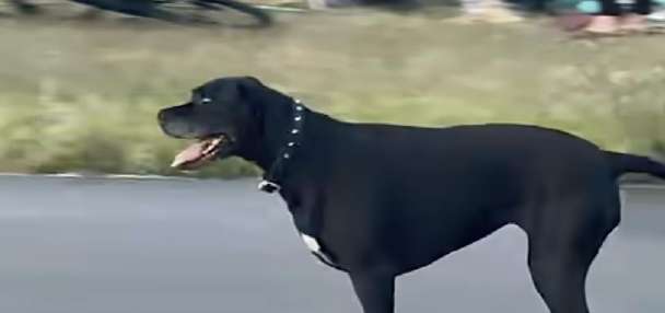 Have You Seen This? Dog shows off its skateboarding ability