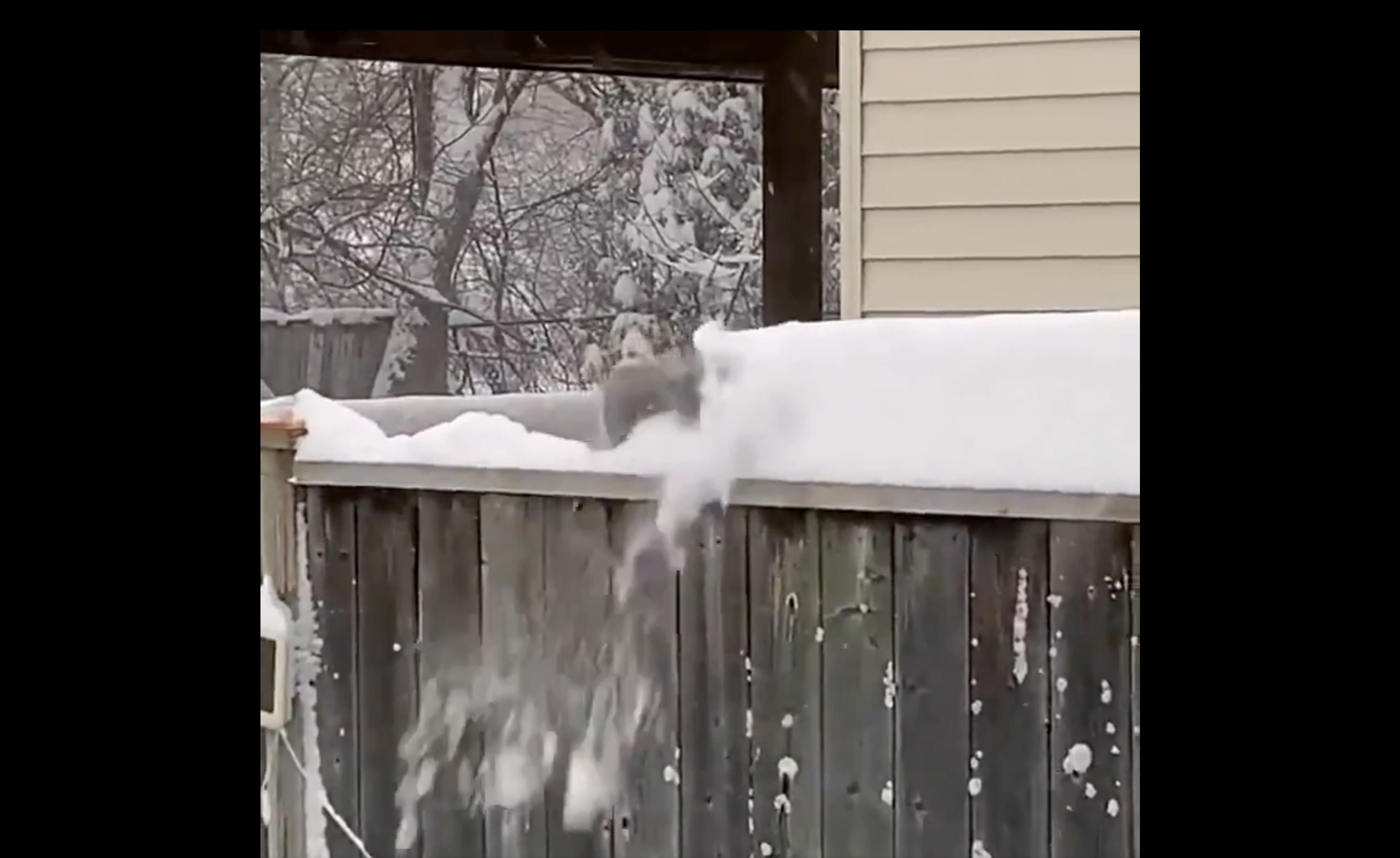 Have You Seen This? Squirrel is its own snowplow