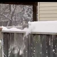 Have You Seen This? Squirrel is its own snowplow