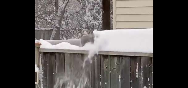 Have You Seen This? Squirrel is its own snowplow