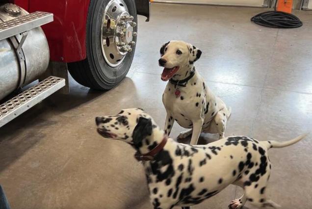 These dalmatians help provide fire safety training at Idaho events