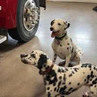 These dalmatians help provide fire safety training at Idaho events