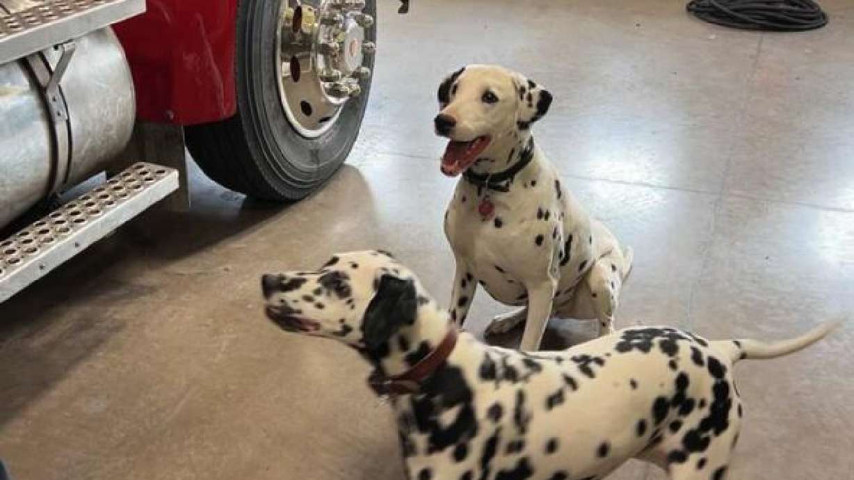 Pepper and Polka interact inside the Menan Fire Station. EastIdahoNews.com attended a training at Station 4 in Menan on Saturday to meet the dogs and see how they interact.