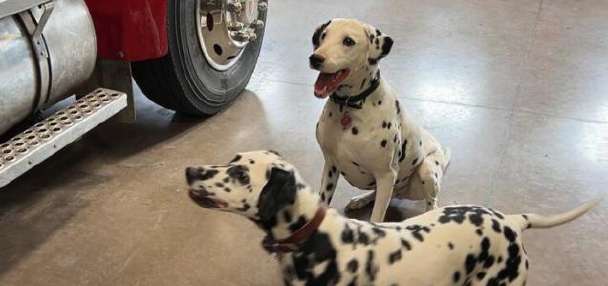 These dalmatians help provide fire safety training at Idaho events