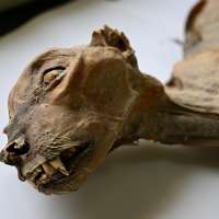 Mummified cheetahs found in Saudi caves shed light on lost populations