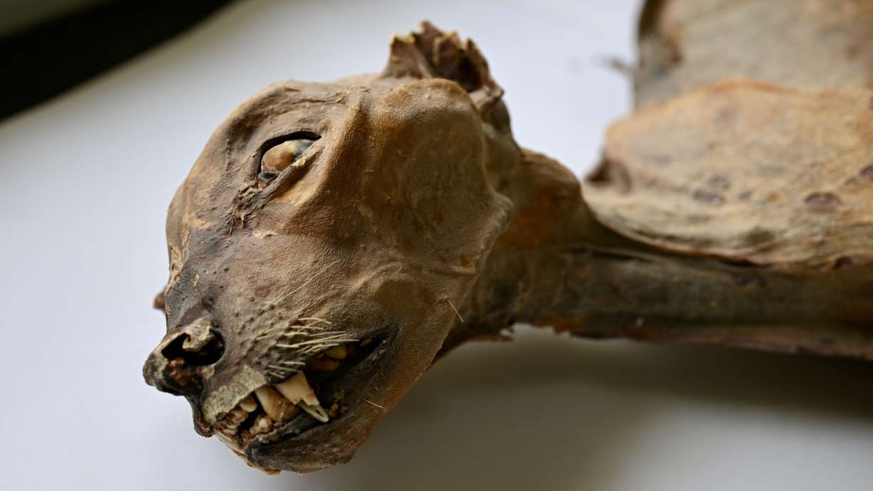 The mummified remains of a cheetah discovered in Saudi Arabia. The remains range from 130 years old to over 1,800 years old.