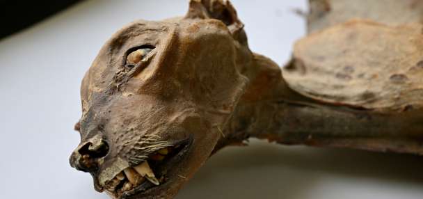 Mummified cheetahs found in Saudi caves shed light on lost populations