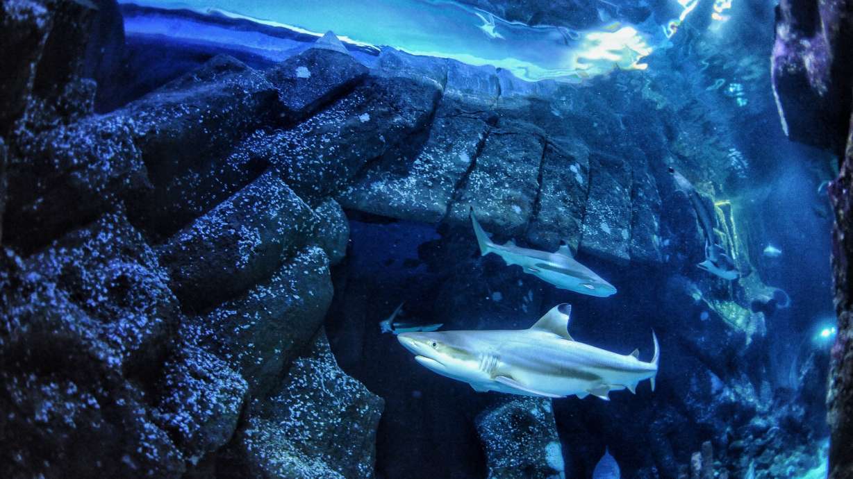 A blacktip reef shark swims at Sealife Oberhausen in Oberhausen, Germany.